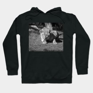 Lioness Hoodie